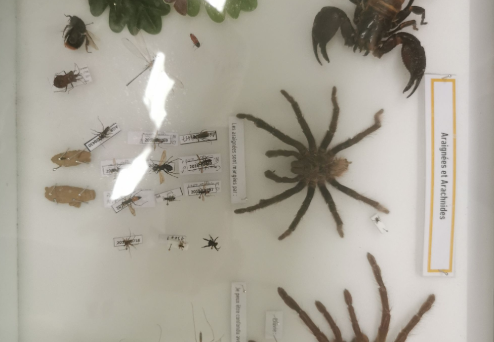 Animations Araignées pour les CM