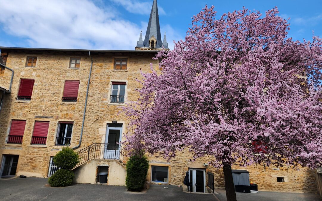 Prunus en fleurs à Denicé